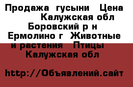 Продажа  гусыни › Цена ­ 2 500 - Калужская обл., Боровский р-н, Ермолино г. Животные и растения » Птицы   . Калужская обл.